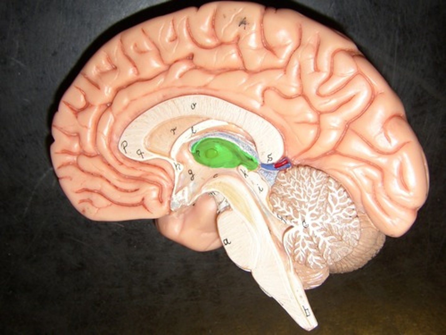 <p>the structure of the brain that relays sensory information</p>