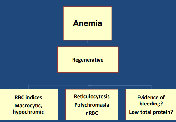 <p><span style="background-color: transparent;"><strong><span>Diagnostic Testing for Anemia Patients</span></strong></span></p>