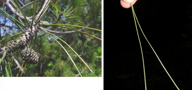 <p>Evergreen needles with two long needles per fascicle that snap cleanly. </p>