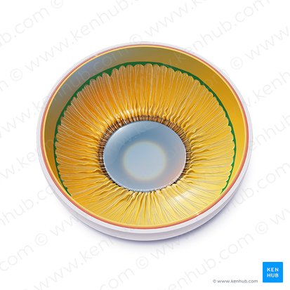 <p>Marks the junction between the posterior, photosensitive optic region of the retina (neural retina) and the anterior nonphotosensitive (nonvisual) region, which extends over the internal surface of the ciliary body and the iris. </p>