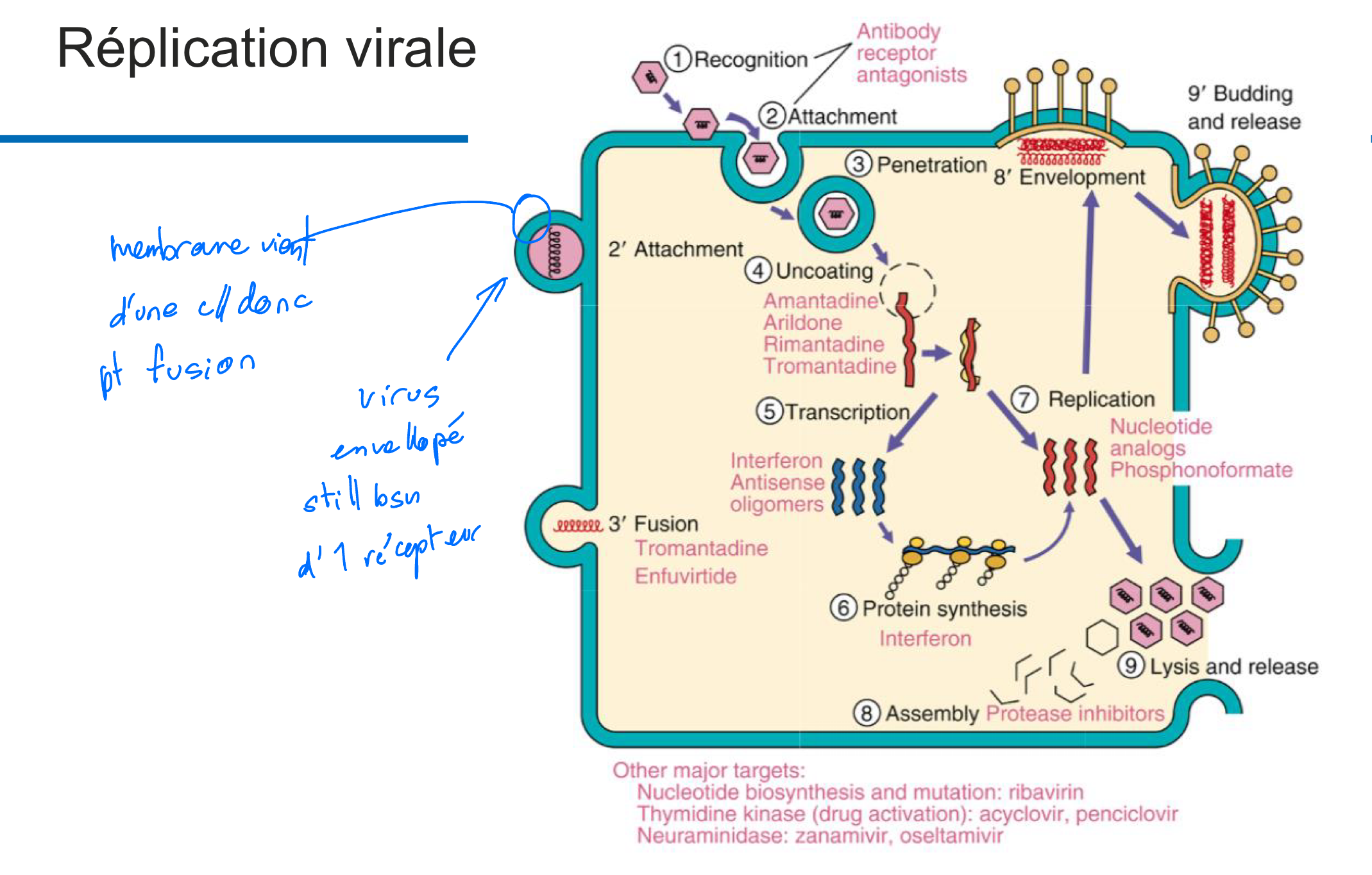 <p>-virus ARN se répliquent dans le cytoplasme </p><p></p><p>-les virus ADN se répliquent dans le noyau </p>