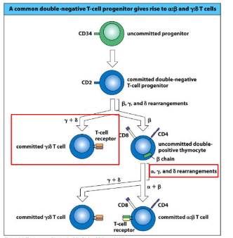 <p>-gamma, delta, and beta TCR loci are all undergoing rearrangement at the same time</p><p>-success at the gamma and delta loci drives a strong signal and promotes gamma-delta T cell development</p><p>-in a twist of genomic fate, the alpha-locus is housed entirely within the alpha-locus (between Valpha and Jalpha gene segments); once the alpha locus rearranges V to J, the delta locus is deleted</p>