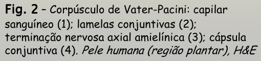 <p>tecido conjuntivo laxo ordenado </p><p></p>