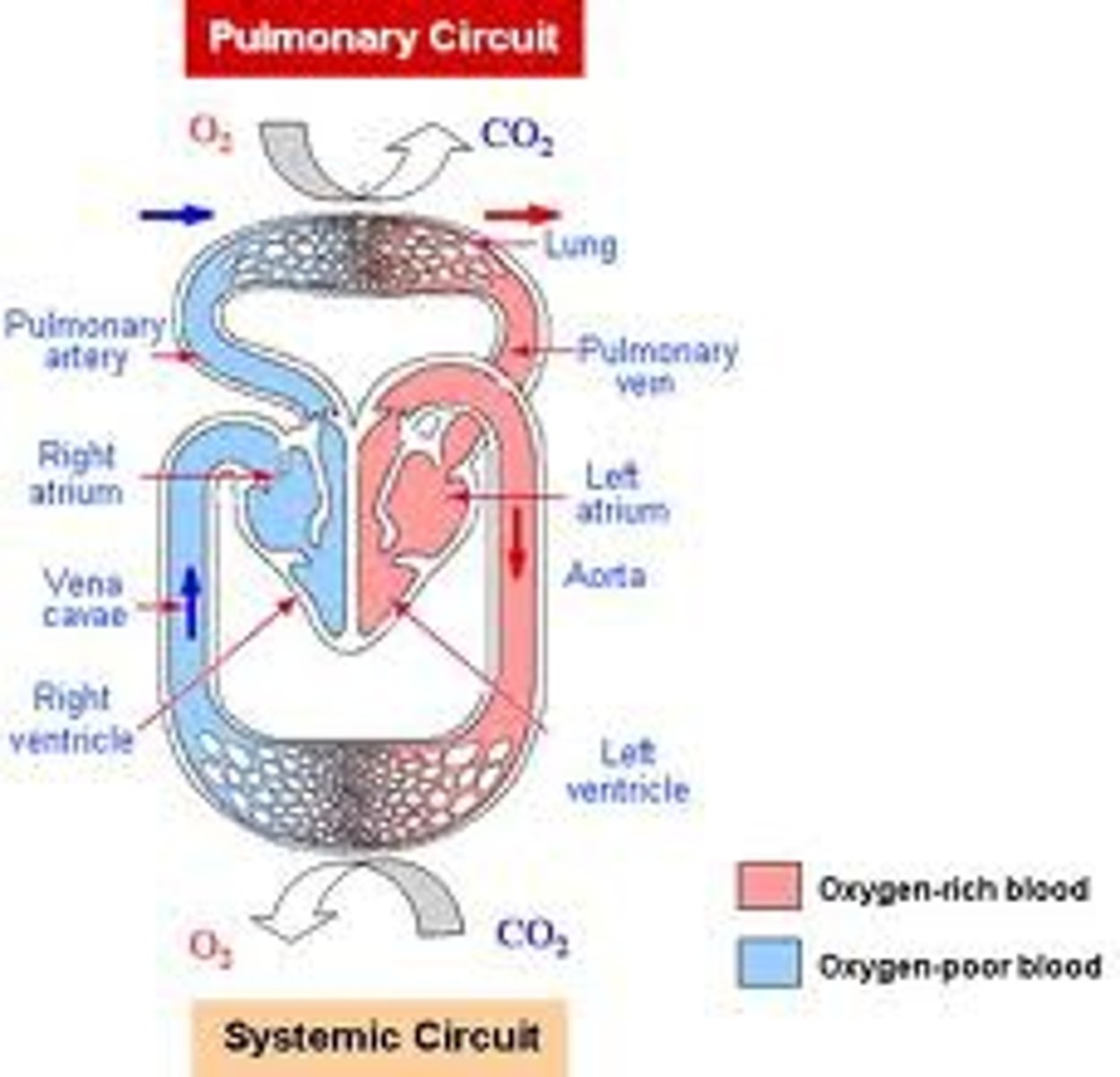 <p>1. Superior Vena Cava</p><p>2. Right Atrium</p><p>3. Tricuspid Valve</p><p>4. Right Ventricle</p><p>Pulmonary Circuit - to and from capillary beds associated with alveoli of Lungs where gas exchange of blood takes place</p><p>5. Pulmonary valve</p><p>6. Pulmonary Trunk</p><p>7. Pulmonary Artery</p><p>8. Lungs</p><p>9. Pulmonary Vein</p><p>10. Left Atrium</p><p>11. Bicuspid (Mitral) Valve</p><p>12. Left Ventricle</p><p>Systemic Circuit- to and from capillary beds of the rest of the body - gas exchange btwn blood and tissues</p><p>13. Aortic Valve</p><p>14. Ascending Aorta</p><p>15. Coronary arteries</p><p>16. Left subclavian artery</p><p>17. Systemic capillaries</p>