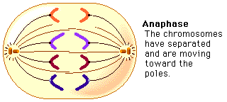 <p>3rd step of mitosis; spindle fibers shorten, pulling chromatids to opposite poles of the cell; centromeres are separated, the chromosomes are no longer attached</p>