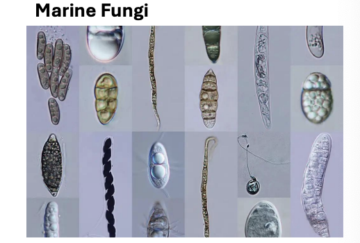 <p>Marine fungi have _ to colonize surfaces</p>
