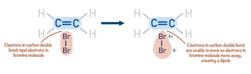<ul><li><p>As the bromine molecules approaches the ethene molecule, the high electron density of the C=C double bond <strong>repels</strong> the electron pair in the bromine molecule.</p></li></ul><p></p><ul><li><p>This induces a dipole in the bromine molecule.</p></li></ul><p></p><ul><li><p>The bromine atom nearest to the double bond exhibits a partially positive charge (<span>δ+). This positive atom acts as the </span><strong><span>electrophile.</span></strong></p></li></ul>