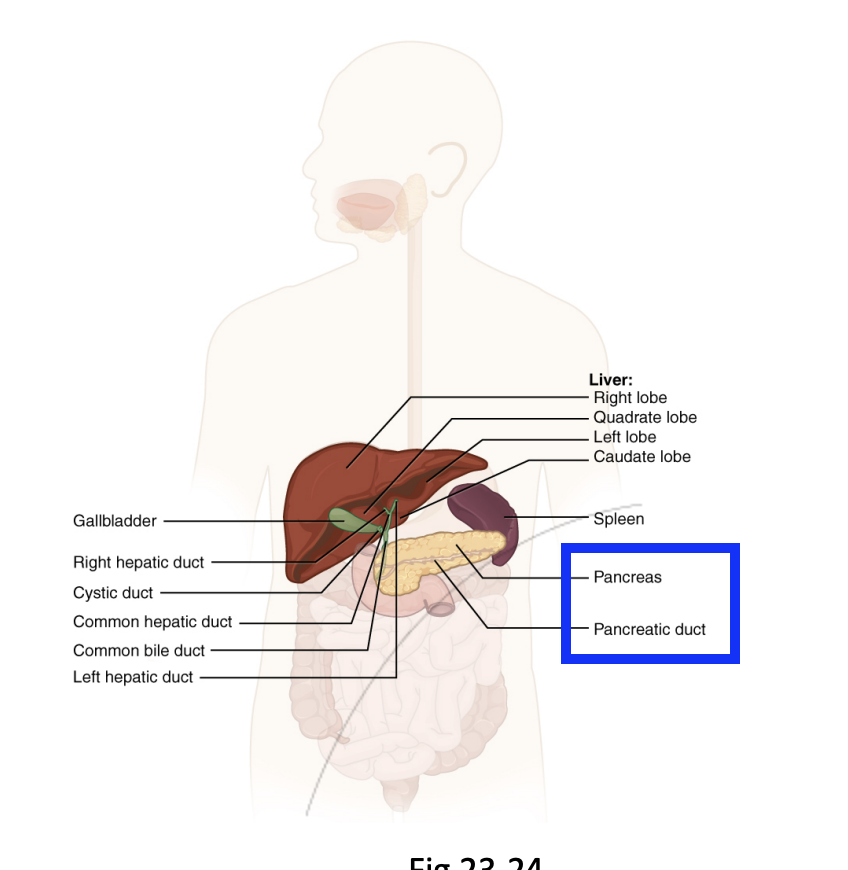 <p>Releases <strong><mark data-color="yellow" style="background-color: yellow; color: inherit">pancreatic juices</mark></strong> into the <em><u>small intestine (duodenum)</u></em>, helping break down chyme.</p><ul><li><p>Aids Nutrient processing</p></li><li><p>Helps neutralise stomach acid</p></li></ul><p></p>