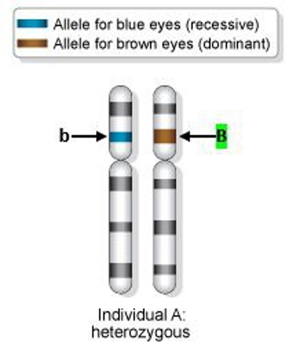 <p>An allele that expresses its trait even if only one copy is present (e.g., B).</p>
