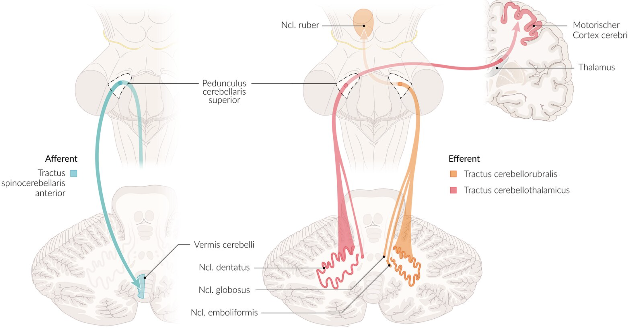 <p>C. Nucleus emboliformis and Nucleus globosus</p>
