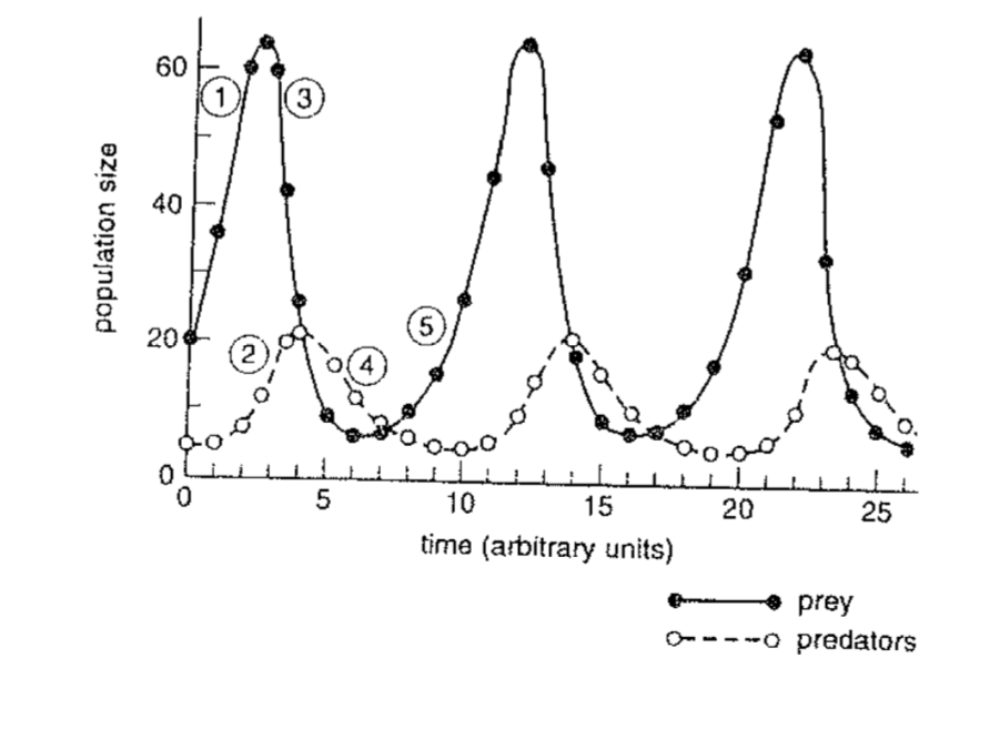 <p>Explain what is happening to the prey population at 3</p>