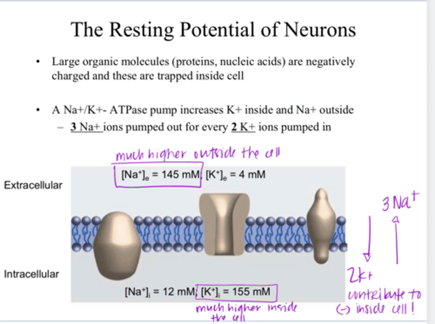 <p>Is the conc of K+ higher on the outside or inside the cell?</p>