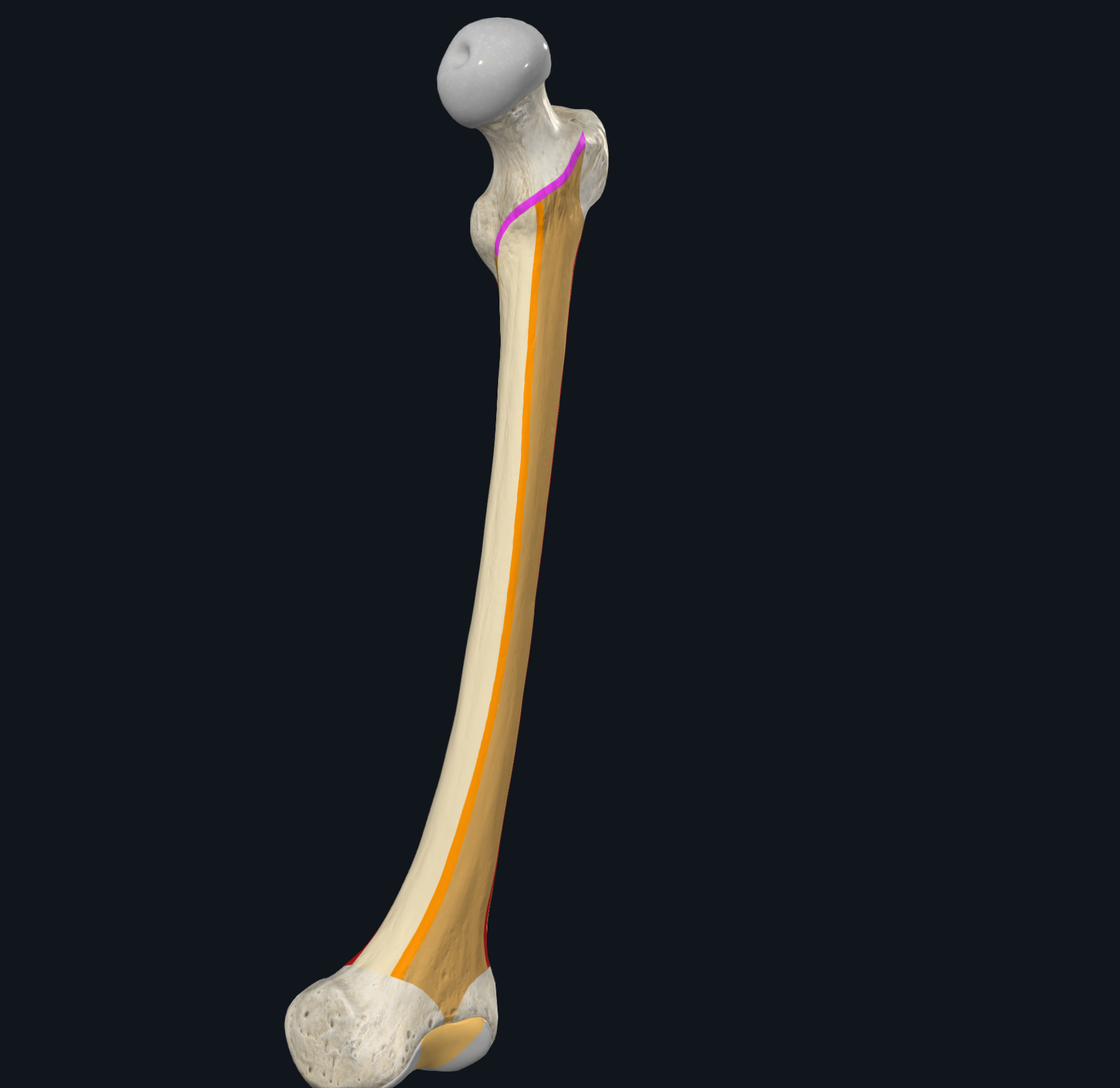 <p>what is highlighted in pink? </p>