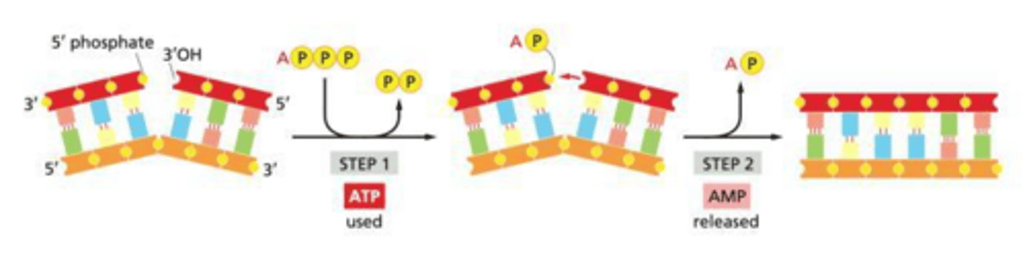 <p>It joins DNA fragments together by ligating the phosphodiester backbone.</p>