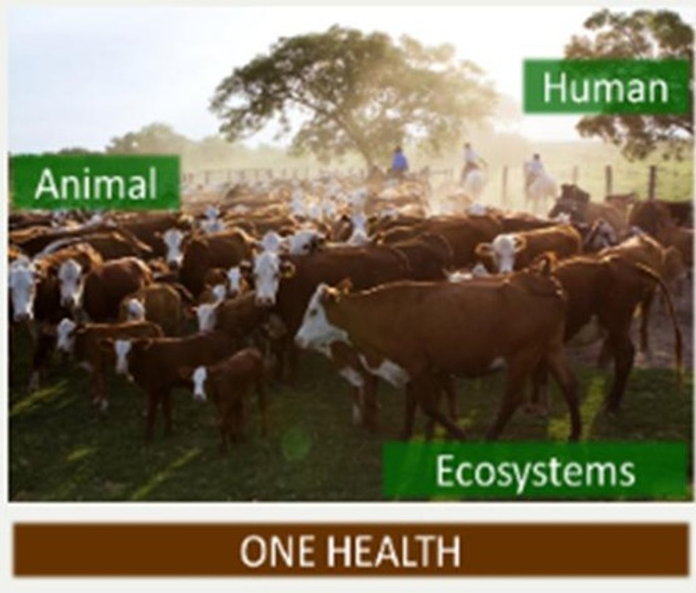 <p>Interdependence of human and animal health.</p>