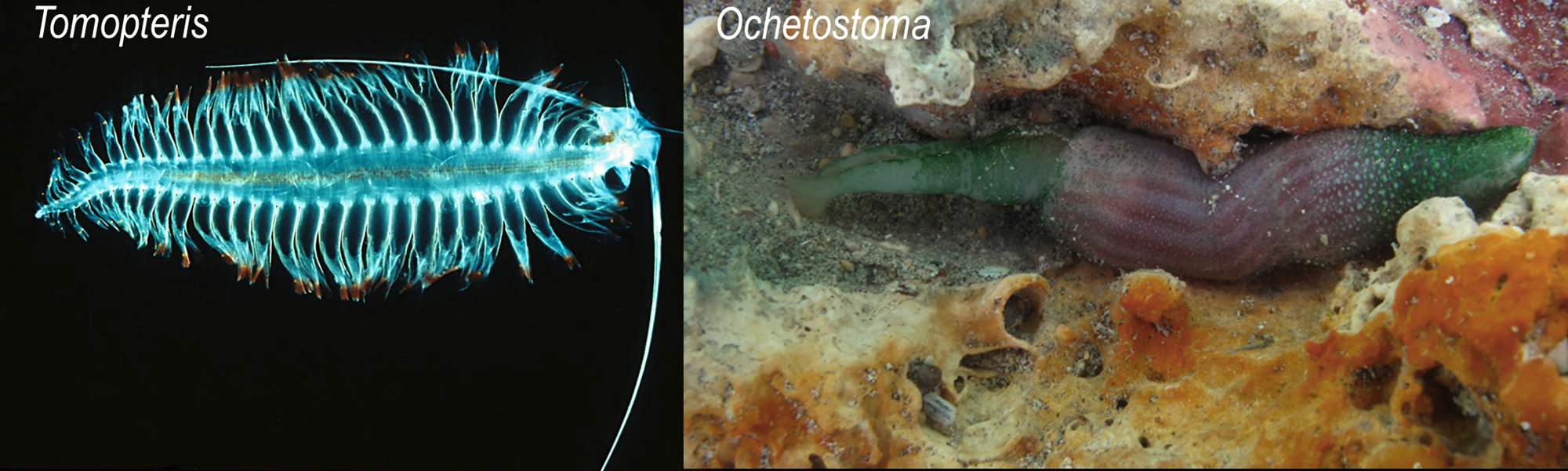 <p>The annelid worms pictured below weigh 6.0 grams each. Like other Annelida, Tomopteris and Ochetostoma obtain oxygen for respiration via diffusion across their external surfaces. Based on what you can see in the photos, which worm has the higher maximum oxygen uptake potential? a. Ochetostoma b. Tomopterous</p>