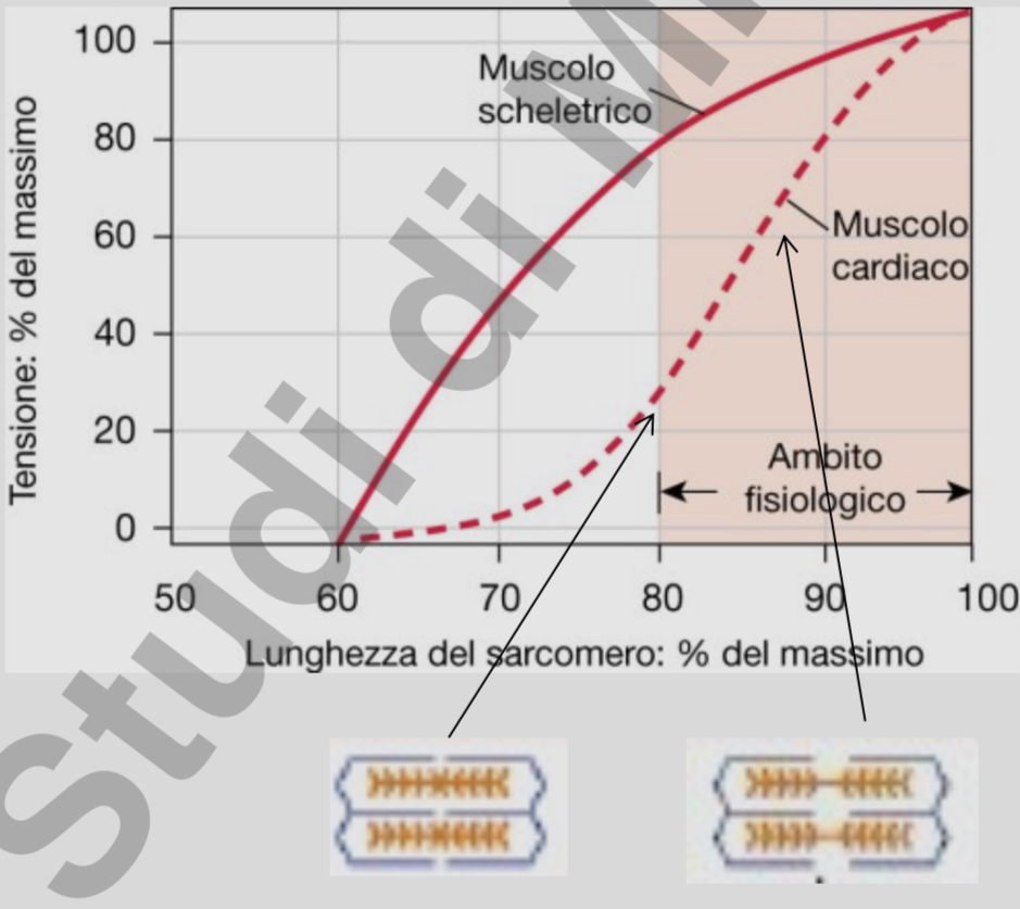 <ul><li><p>nella fase di riposo il sarcomero è in grado di sviluppare solo il 20% della tensione massima possibile mentre il muscolo scheletrico pari all’80% della tensione massima</p></li></ul>
