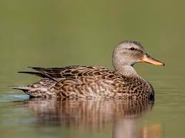 <p>herbivores, nest on ground, prairie marshes</p>