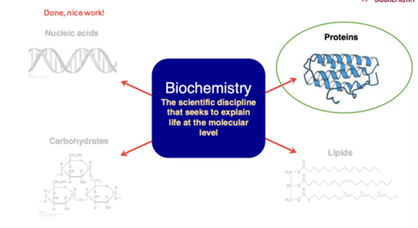 <p>the scientific discipline that seeks to explain life at the molecular level</p>