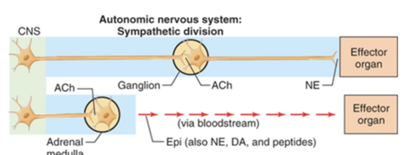 <p>regulation of hormone secretion:</p>