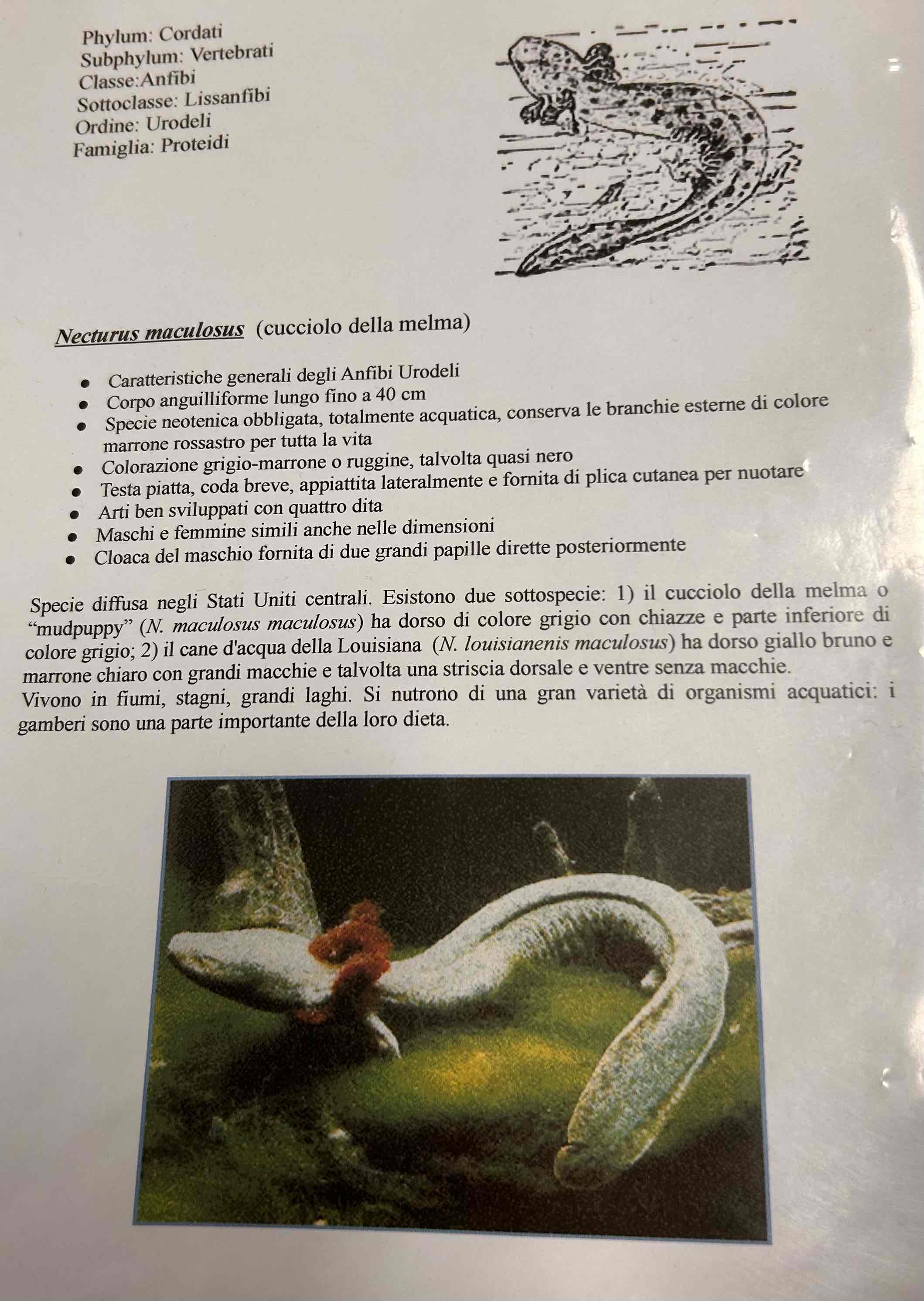 <p>Cordati</p><p style="text-align: start">Vertebrati</p><p style="text-align: start">Gnatostomi</p><p style="text-align: start">Tetrapodi</p><p style="text-align: start">Anfibi</p><p style="text-align: start">Urodeli</p><p style="text-align: start">Necturus maculosus [cucciolo della melma]</p>