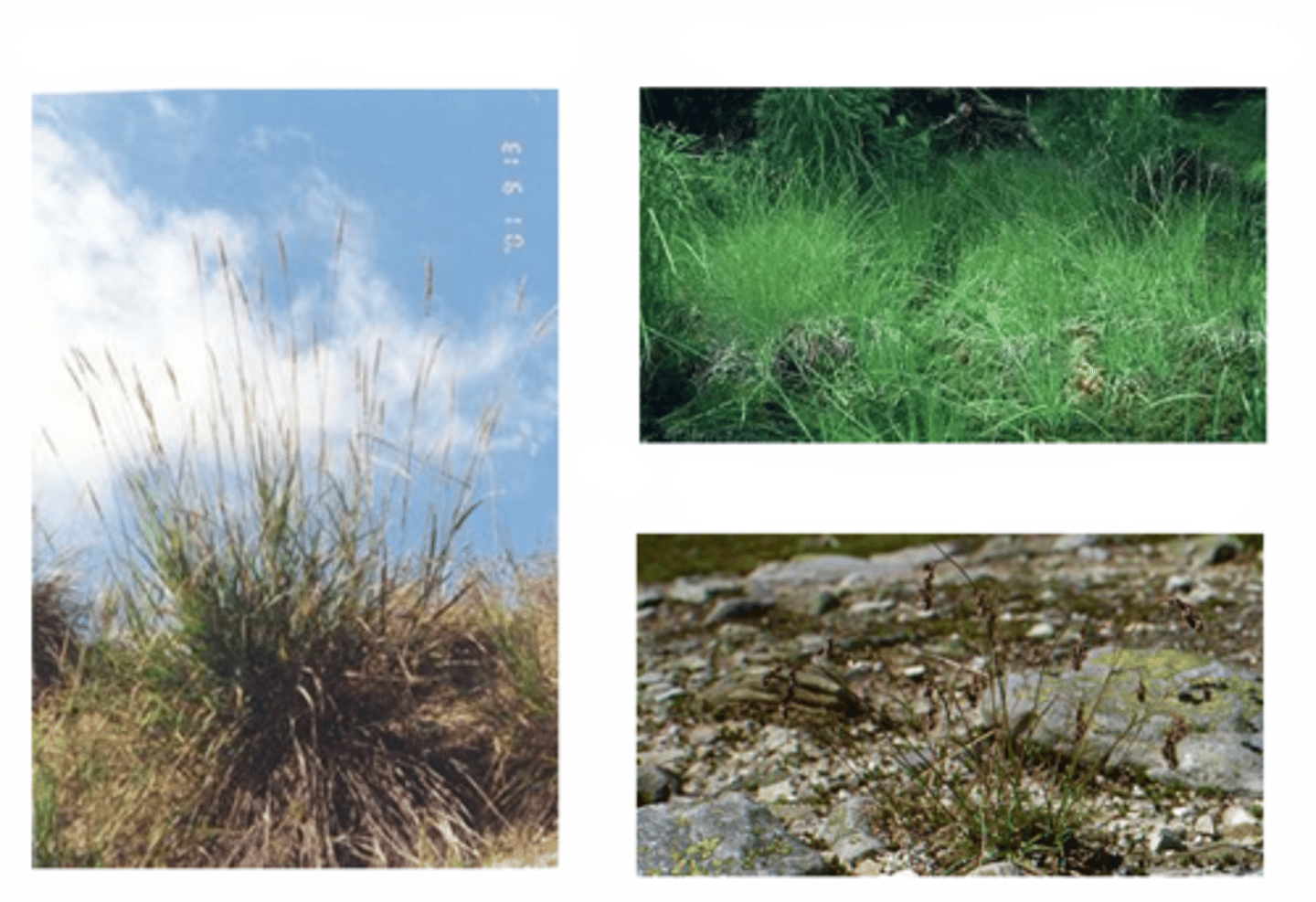 <p>What are the Graminoid (grass-like) monocots?</p>