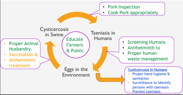<p>Inspect Pork and cook meat to internal temperature of 165F</p><p>Screen humans</p><p>Proper waste management</p><p>Proper hygiene- handwashing, surveillance</p>