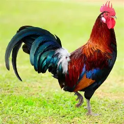 <p>rooster</p>