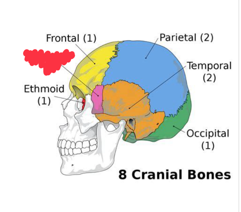 <p>What cranial bone is this?</p>