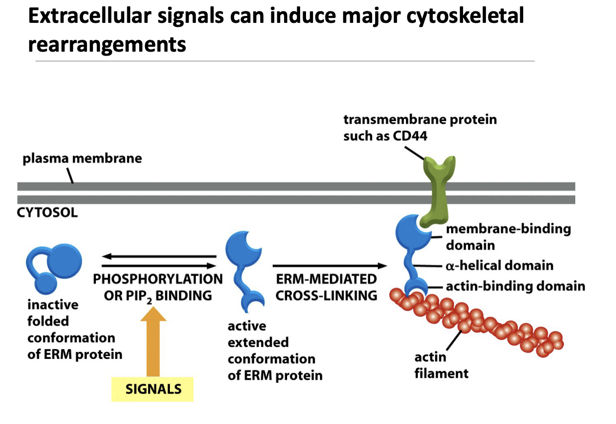 <p><strong>How Does This Work?</strong> </p><ol><li><p><strong>Inactive ERM Protein</strong></p><ul><li><p>ERM (Ezrin-Radixin-Moesin) proteins are initially in a <strong>folded, inactive state</strong>.</p></li></ul></li><li><p><strong>Activation by Phosphorylation or PIP₂ Binding</strong></p><ul><li><p><strong>Extracellular signals</strong> lead to <strong>phosphorylation</strong> or <strong>binding of PIP₂</strong>, unfolding ERM proteins into their <strong>active form</strong>.</p></li></ul></li><li><p><strong>ERM Cross-Linking Actin to the Membrane</strong></p><ul><li><p>The <strong>activated ERM protein binds to a transmembrane protein</strong> (like CD44).</p></li><li><p>It also <strong>attaches to actin filaments</strong>, linking the cytoskeleton to the plasma membrane.</p></li></ul></li></ol><p></p><p>Like little helper holder guys anchoring these actins to the periferal of the cell</p><p></p>
