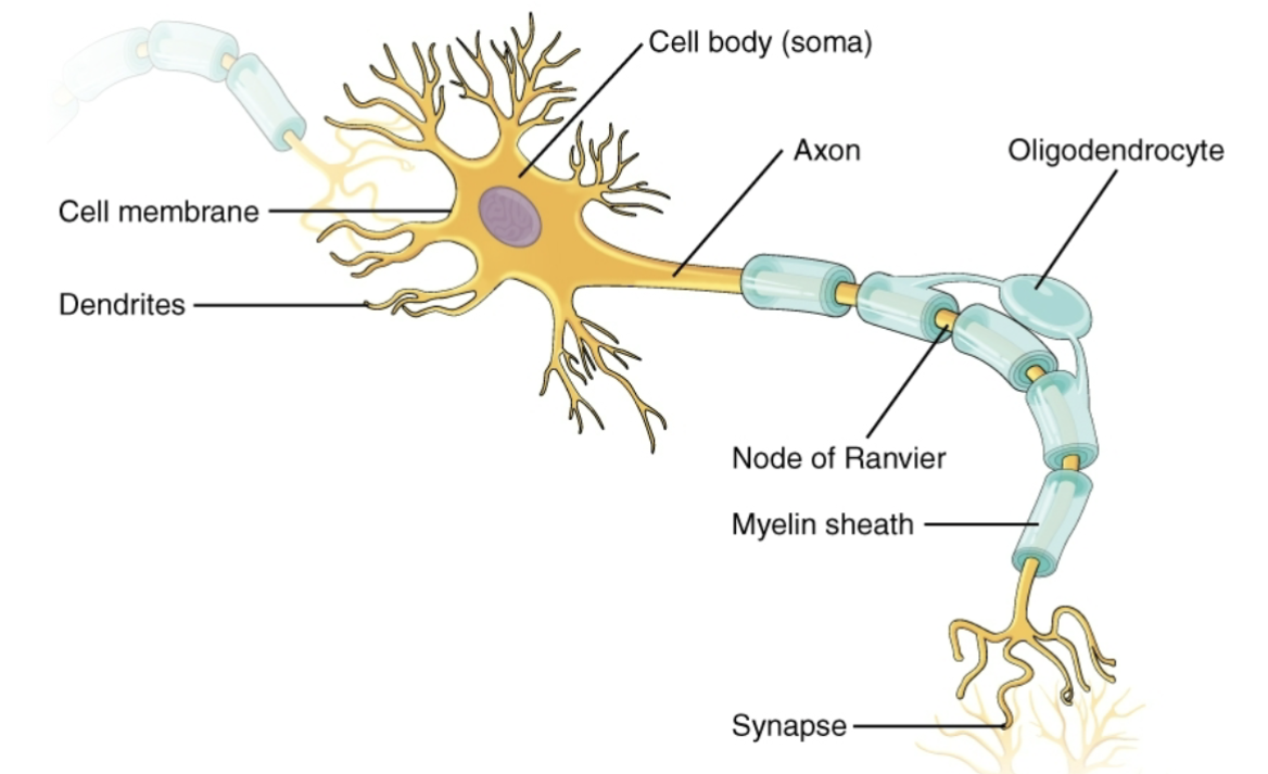 <p>Image to review </p>
