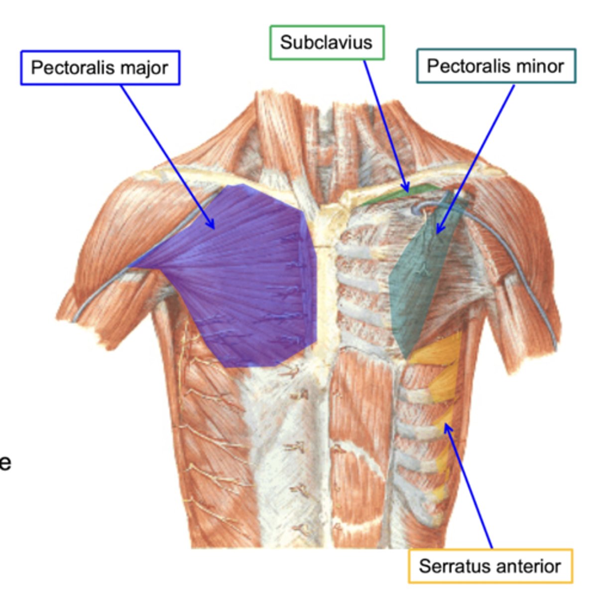 <p>These muscles move the pectoral girdle</p><p>-Contains Pectoralis major, Pectoralis minor, Subclavius muscle, Serratus anterior</p>
