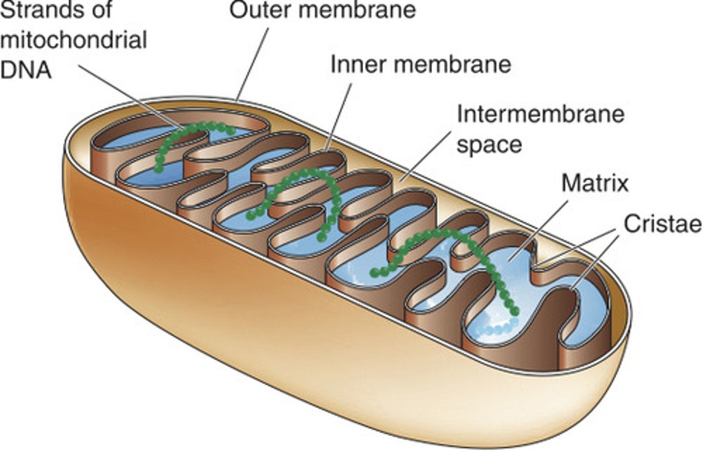 <p>Cristae are the folds of the inner membrane.</p>