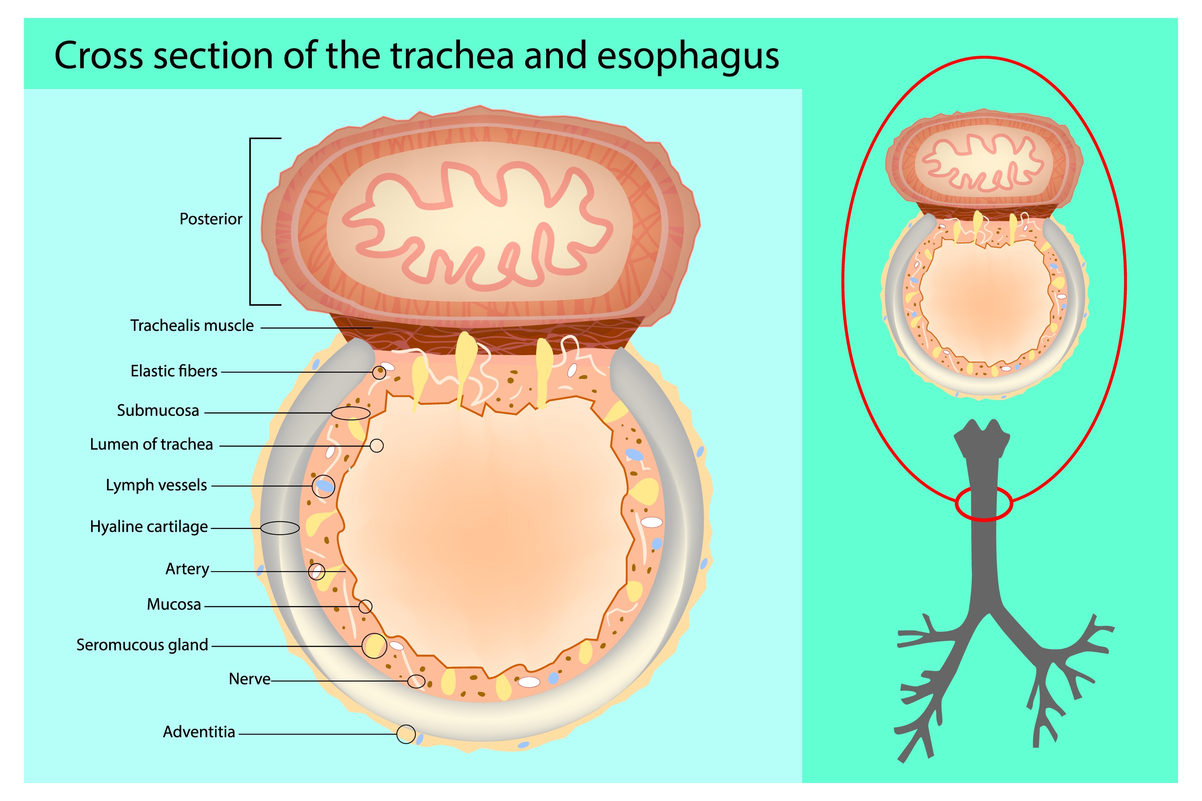 <p> Ensures airways remain patent (open) while allowing the oesophagus to expand anteriorly into the trachea during swallowing.</p>