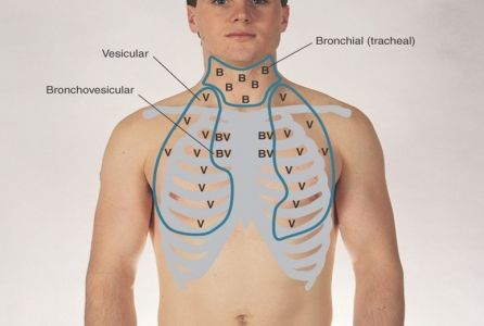 Heard over and around the trachea. Harsh. Shorter inspiration and longer exhalation. 