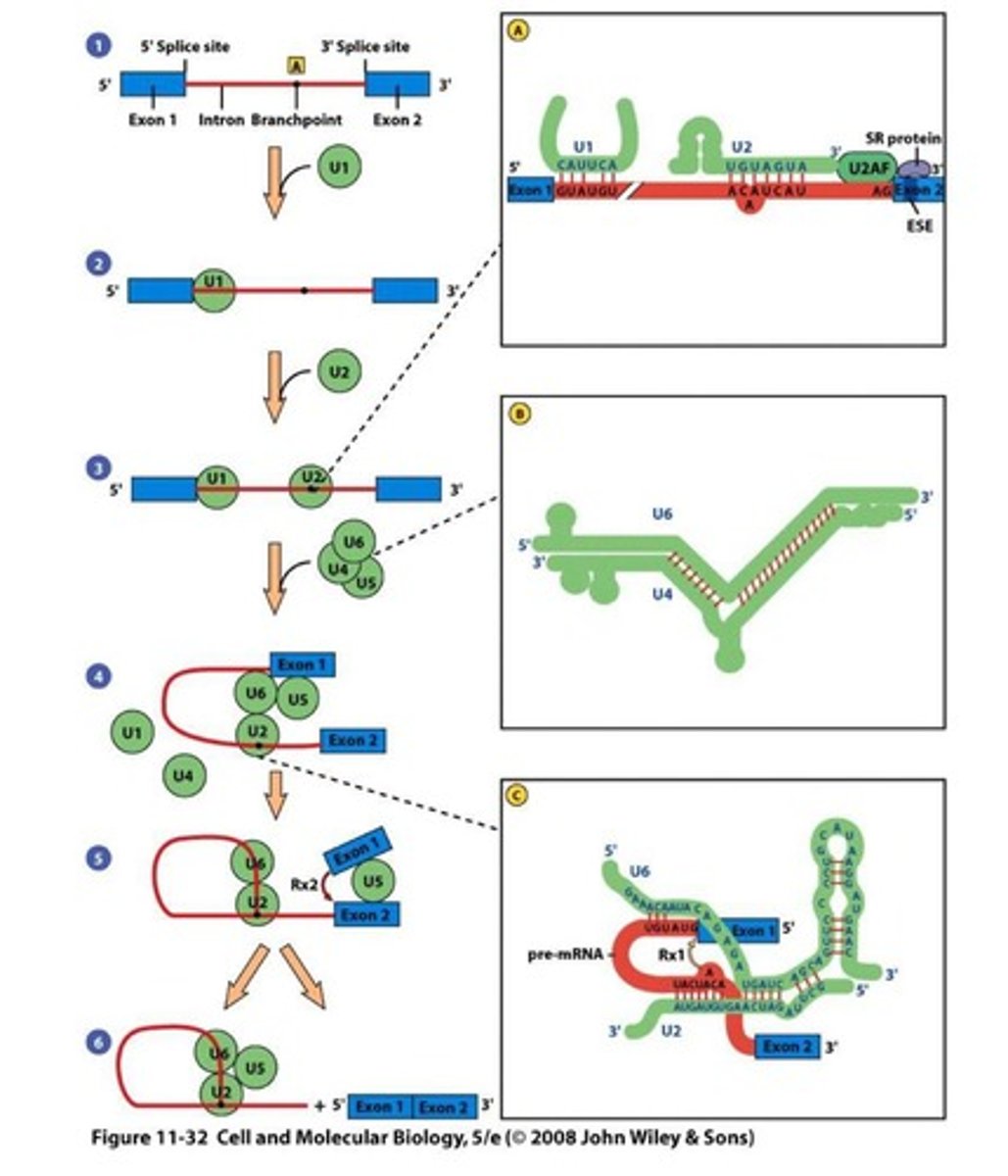<p>Catalytic RNA that cleaves RNA during splicing.</p>