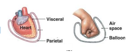 <p>outer layer of the serous membrane that is attached to the body wall</p>