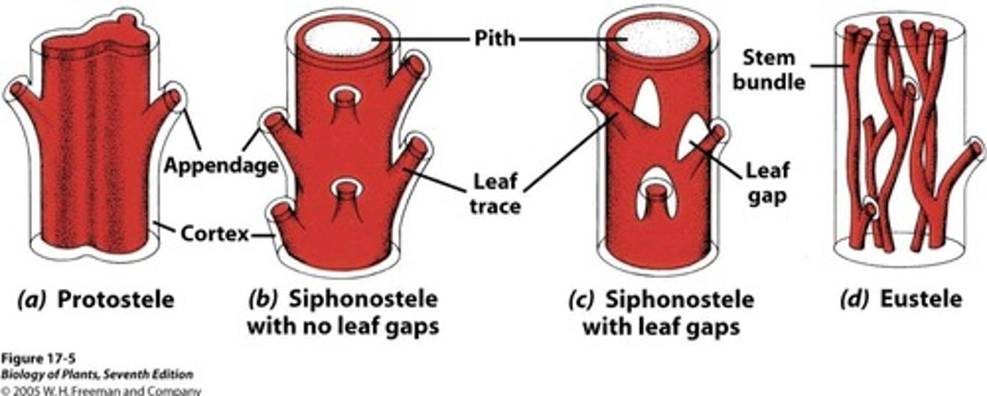 <p>The simplest type of stele, consisting of a solid column of vascular tissue.</p>