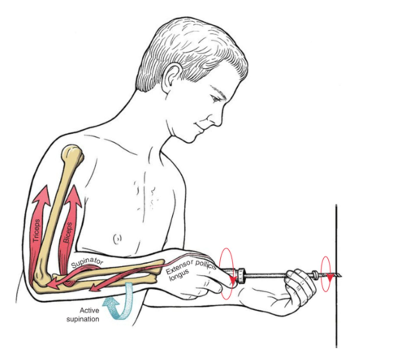 <p>Are the muscles here acting in synergy or forced couple?</p>