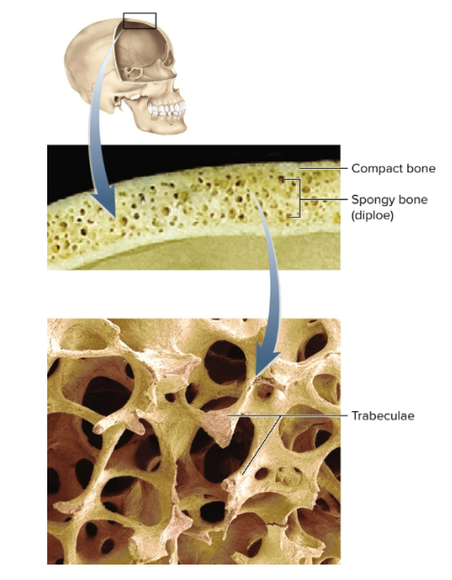 <p>Features of flat bones</p>