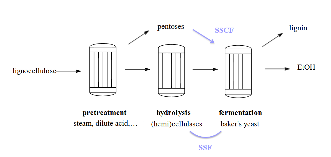 <ul><li><p>= simultaneous saccharification and co-fermentation</p></li><li><p>C6-suikers en C5-suikers (=pentosen) fermenteren</p></li><li><p>Externe enzymen</p></li></ul><p></p>