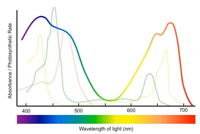 <p>The <strong>action spectrum</strong> shows the rate of photosynthesis at different wavelengths. On the other hand, the <strong>absorption spectrum</strong> shows the wavelengths of light absorbed by a pigment.</p><p>They are <u>similar</u> in that the peaks for the action and absorption curve are for blue and red wavelengths and a trough for green light.</p><p>They are <u>similar</u> in that both of their x-axes is the wavelength of light (nm).</p><p>They are different in that the y-axis in an action spectrum is the rate of photosynthesis, while the y-axis in an absorption spectrum is the amount of light absorbed.</p><p>They are also <u>different</u> in that the rate of photosynthesis for green light is higher than the light absorbed due to the role of accessory pigments, so the y-value for the action spectrum will be higher than that of the absorption spectrum.</p>