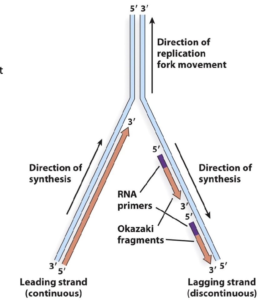 <p><span>Linear DNA replication is semidiscontinous:</span></p><ol><li><p><span>replication of linear DNA involves the formation of a replication bubble with two replication forks</span></p></li><li><p><span>the parent DNA strand is separated from its compliment</span><br><span>strand</span></p></li><li><p><span>daughter DNA strands are synthesized by DNA polymerase in a 5′ to 3′ direction</span></p></li><li><p><span>this produces a <u>leading</u> strand consisting of continuous</span><br><span>DNA daughter strand and a <u>lagging</u> strand consisting of discontinuous segments of daughter DNA (referred to as Okazaki fragments)</span></p></li><li><p><span>this replication behaviour is distinguished from circular DNA replication in that it is semidiscontinous</span></p></li></ol><p>linear DNA where both strands are copied at the same time has one continuous and multiple discontinuous</p><p>daughter strand (newly made)</p>