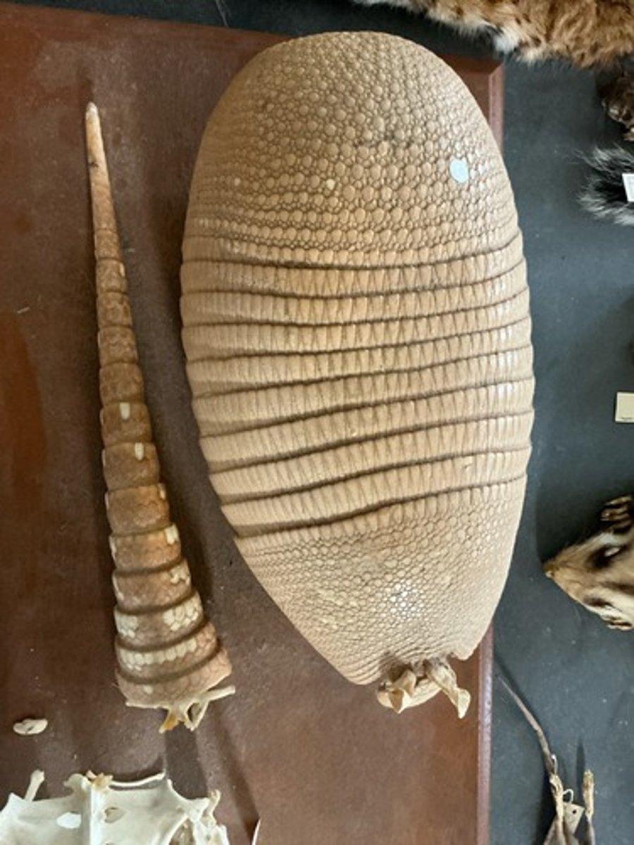 knowt flashcard image