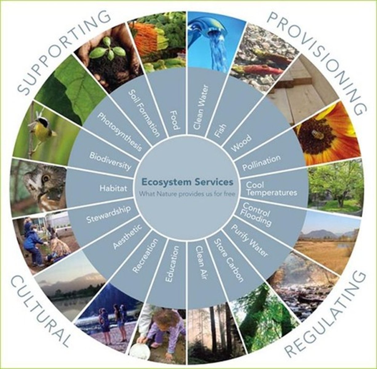 <p>Benefits provided by ecosystems to humans.</p>