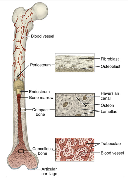 <p><span>The bone is about 50% hydroxyapatite crystals, and the rest is made up of collagen, ground substance and water. It is covered on the outside with a thin connective tissue covering called the </span><strong>periosteum</strong><span>.</span></p>