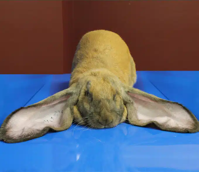 <p>What Breed Am I?</p>