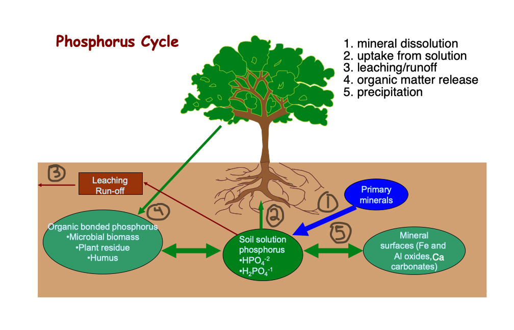 * very different form N
* no REDOX potiential
* all from lithosphere
* no organic form
* overtime all P precipitates out of the solution into insoluble forms → availability ↓ over time