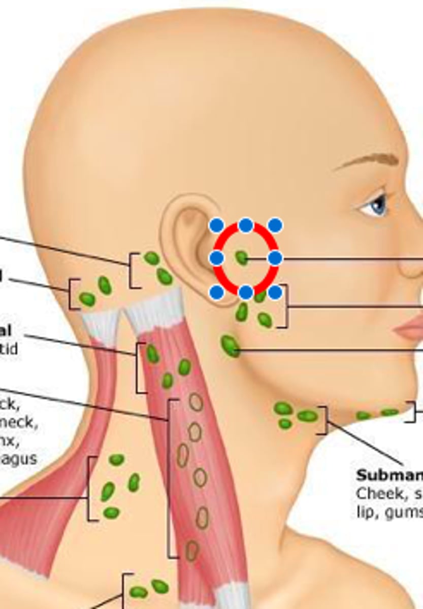 <p>in front of the ear</p>