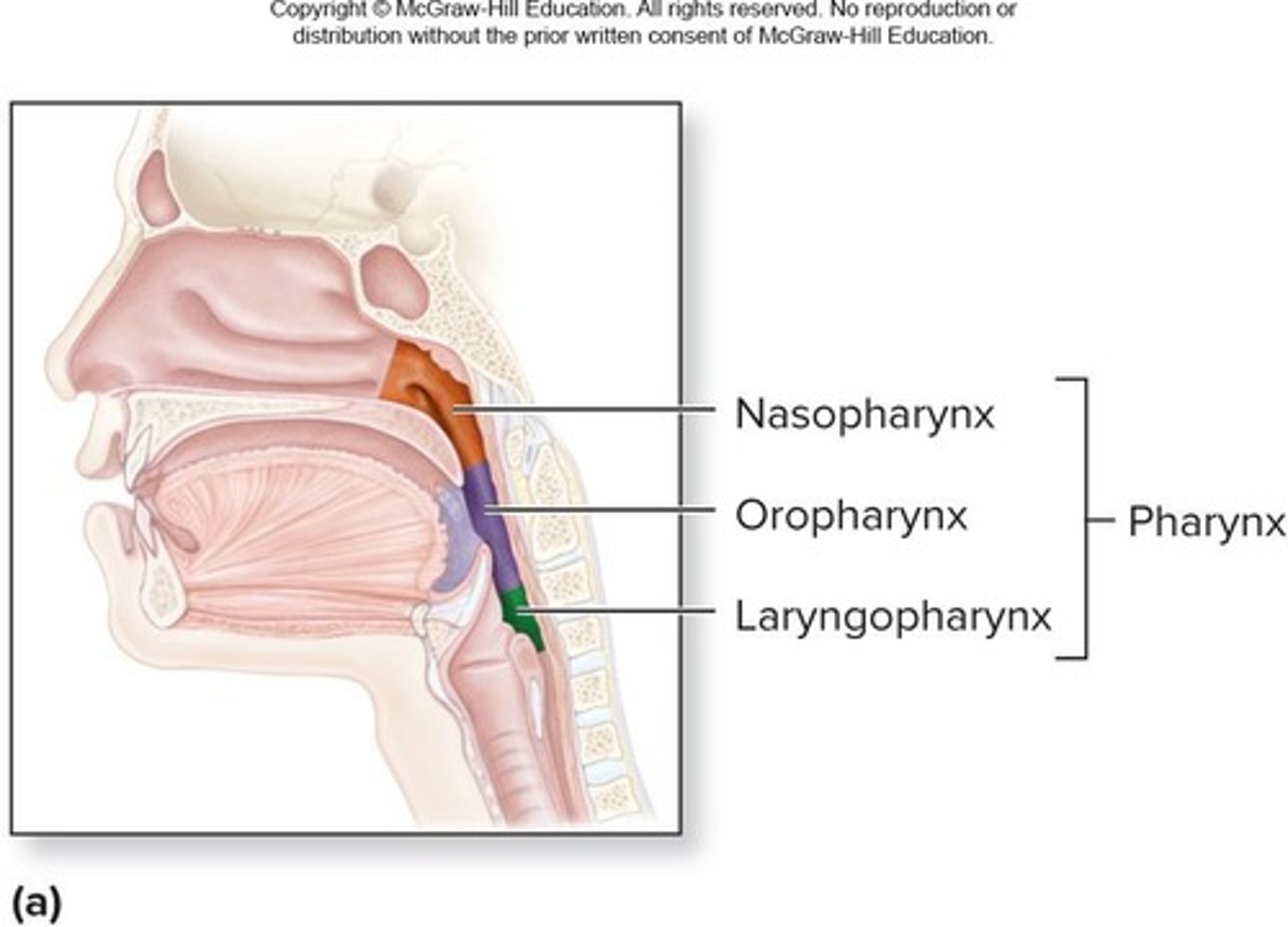 <p>Nasopharynx, oropharynx, and laryngopharynx.</p>